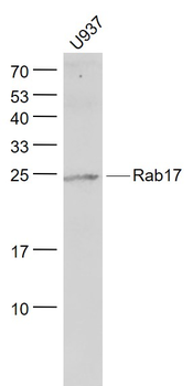 Rab17 Rabbit Polyclonal Antibody