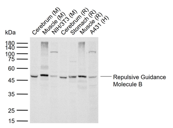 Repulsive Guidance Molecule B Rabbit Polyclonal Antibody