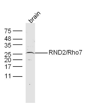 RND2/Rho7 Rabbit Polyclonal Antibody