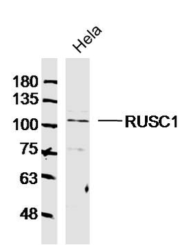 RUSC1 Rabbit Polyclonal Antibody