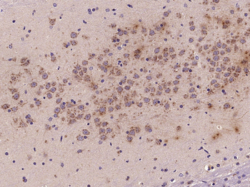 Semaphorin 3D Rabbit Polyclonal Antibody