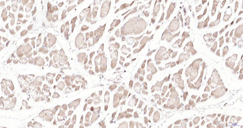 SIRT2 Rabbit Polyclonal Antibody