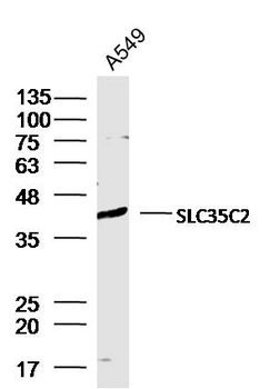 SLC35C2 Rabbit Polyclonal Antibody