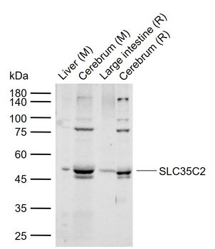 SLC35C2 Rabbit Polyclonal Antibody