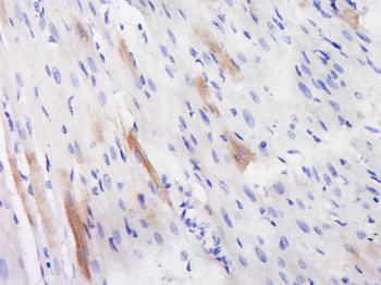 Phospho-Smad1 (Ser463) Rabbit Polyclonal Antibody
