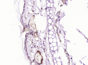 SOX21 Rabbit Polyclonal Antibody