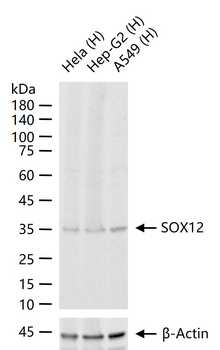SOX12 Rabbit Polyclonal Antibody
