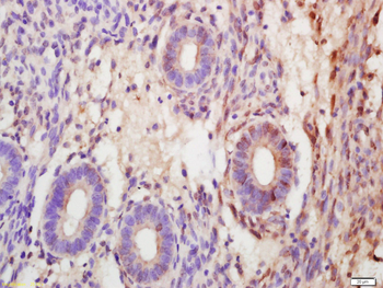 SOX7 Rabbit Polyclonal Antibody