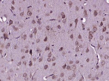 Neurabin 2 Rabbit Polyclonal Antibody