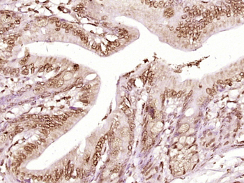 STAT1 Rabbit Polyclonal Antibody