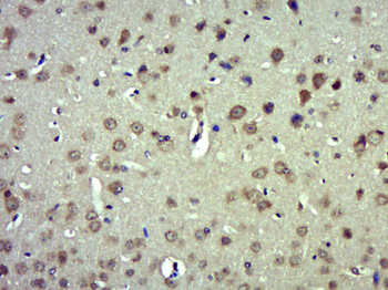 Striatin 3 Rabbit Polyclonal Antibody