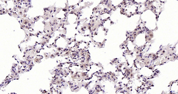 Sumo2 Rabbit Polyclonal Antibody
