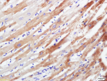 Sumo 3 Rabbit Polyclonal Antibody