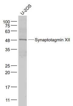 Synaptotagmin XII Rabbit Polyclonal Antibody