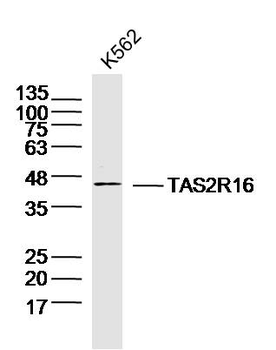 TAS2R16 Rabbit Polyclonal Antibody