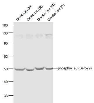 Phospho-Tau (Ser579) Rabbit Polyclonal Antibody