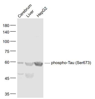 Phospho-Tau (Ser673) Rabbit Polyclonal Antibody