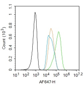 THRB1 Rabbit Polyclonal Antibody