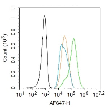 THRB1 Rabbit Polyclonal Antibody