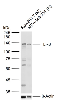 TLR8 Rabbit Polyclonal Antibody