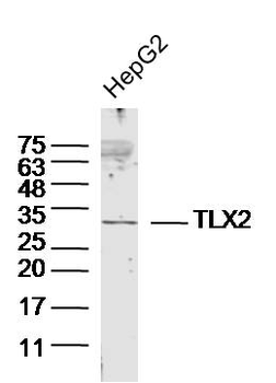 TLX2 Rabbit Polyclonal Antibody