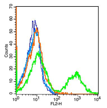 TMEM158 Rabbit Polyclonal Antibody