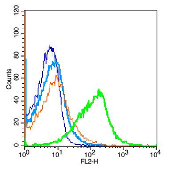 TMEM158 Rabbit Polyclonal Antibody
