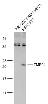 TMP21 antibody