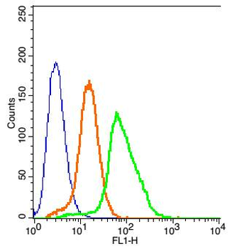 TRPV5 Rabbit Polyclonal Antibody