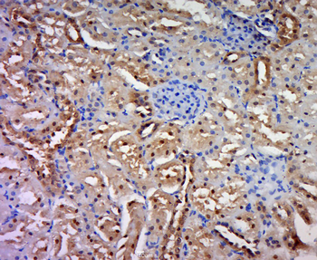 UBXN2B Rabbit Polyclonal Antibody