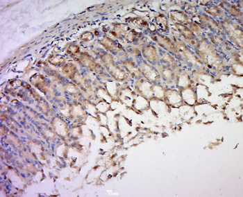 UBXN2B Rabbit Polyclonal Antibody
