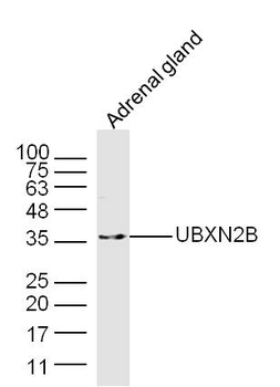 UBXN2B Rabbit Polyclonal Antibody