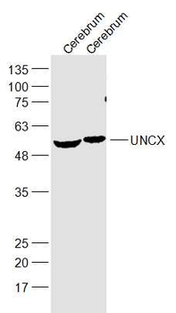 UNCX Rabbit Polyclonal Antibody