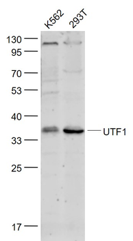 UTF1 Rabbit Polyclonal Antibody