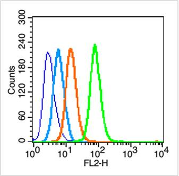 VAX1 Rabbit Polyclonal Antibody