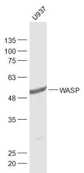 WASP Rabbit Polyclonal Antibody