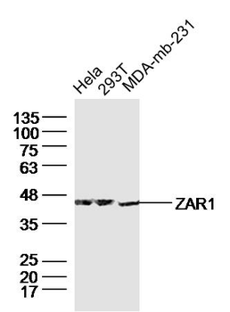 ZAR1 Rabbit Polyclonal Antibody