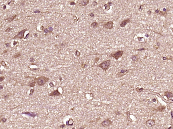 ZAR1L Rabbit Polyclonal Antibody