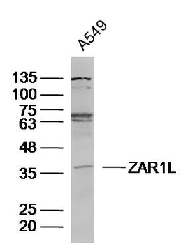 ZAR1L Rabbit Polyclonal Antibody