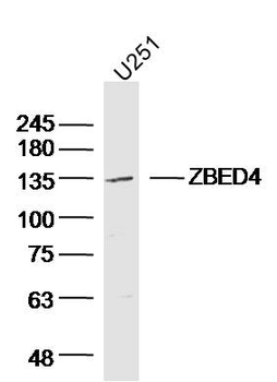 ZBED4 Rabbit Polyclonal Antibody