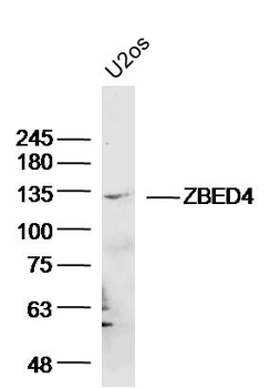 ZBED4 Rabbit Polyclonal Antibody