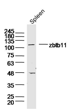 Zbtb11 Rabbit Polyclonal Antibody