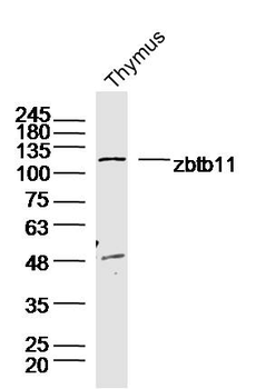 Zbtb11 Rabbit Polyclonal Antibody
