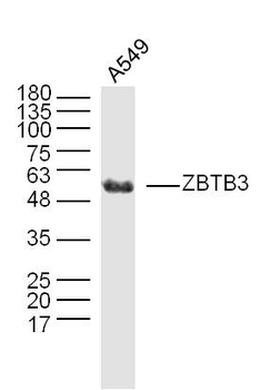 ZBTB3 Rabbit Polyclonal Antibody