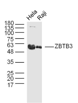 ZBTB3 Rabbit Polyclonal Antibody