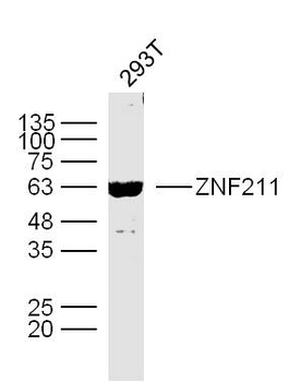 ZNF211 Rabbit Polyclonal Antibody