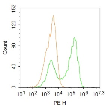 ZNF516 Rabbit Polyclonal Antibody