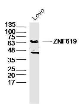 ZNF619 Rabbit Polyclonal Antibody