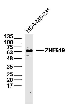 ZNF619 Rabbit Polyclonal Antibody