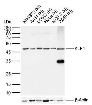 KLF4 Rabbit Polyclonal Antibody